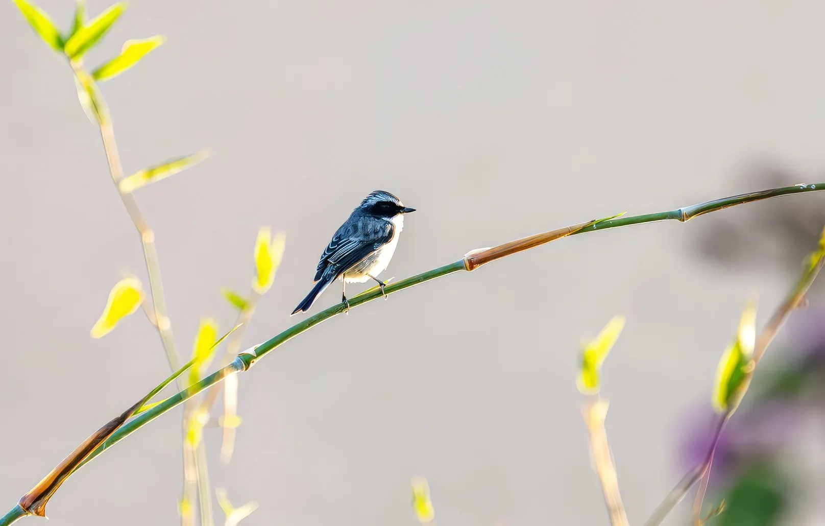 A bird perched peacefully
