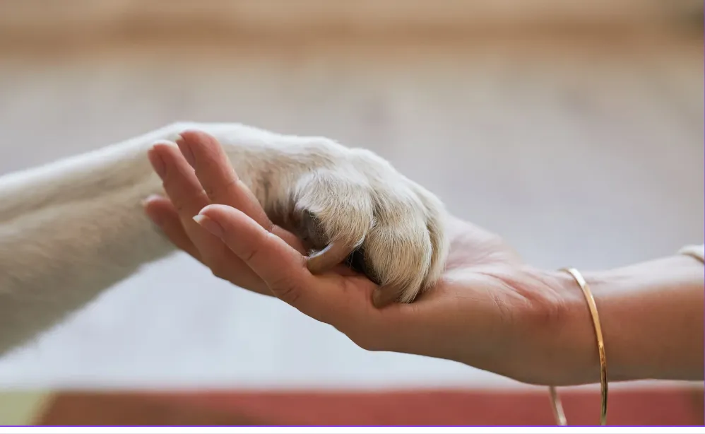 A pet's paw resting in a caring hand